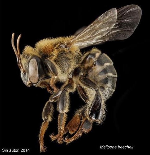 _ Abejas nativas uso y_o ecología en la Península de Yucatán_Devany Alejandra Treviño Santos_Melipona beecheii