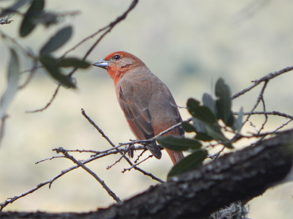 aves 1