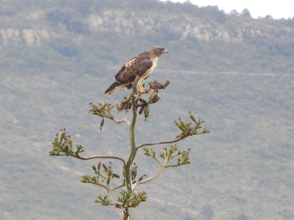 aves 2