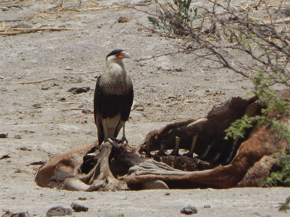 aves 3