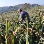 Estrategias agroecológicas para la reconstrucción agroalimentaria de Coyuca de Benítez, Guerrero